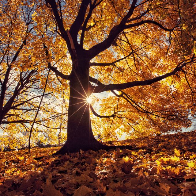 autumn-leaves-royalty-free-image-1594753784